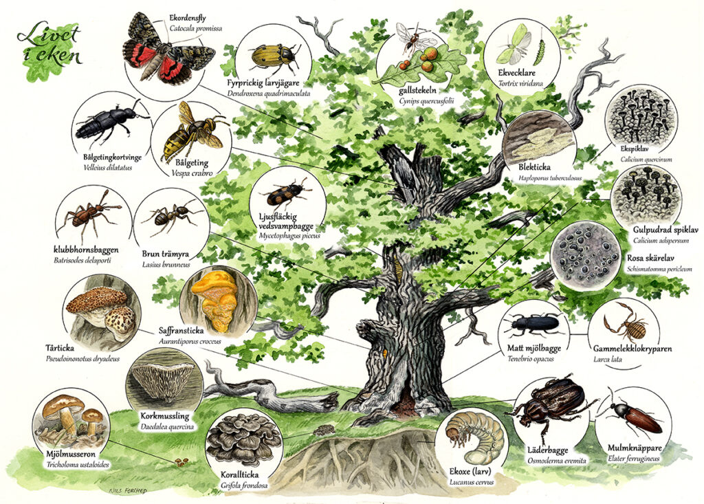 Illustration av arterna som lever i eken.